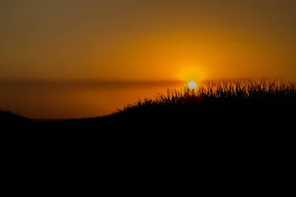 Caña de azúcar plantación puesta del sol — Foto de Stock