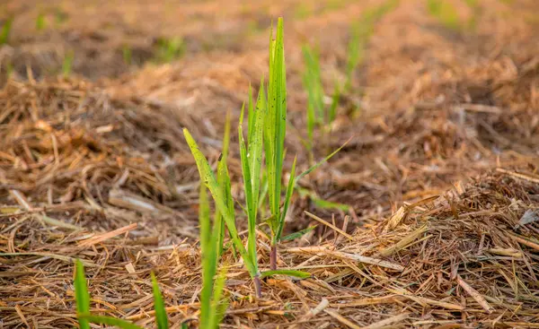 Caña de azúcar plantación puesta del sol — Foto de Stock