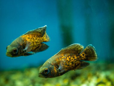 Balık su süsleme tank gevşeme