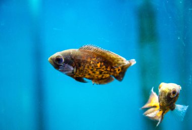 Balık su süsleme tank gevşeme