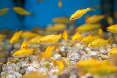 Balık su süsleme tank gevşeme