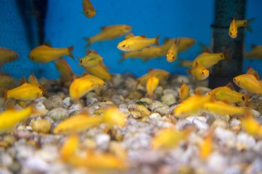 Balık su süsleme tank gevşeme