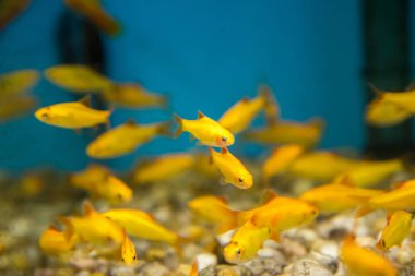 Balık su süsleme tank gevşeme