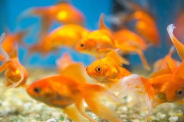 Balık su süsleme tank gevşeme