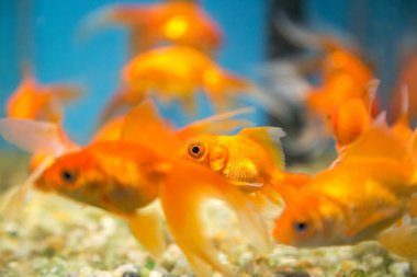 Balık su süsleme tank gevşeme