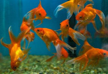 Balık su süsleme tank gevşeme