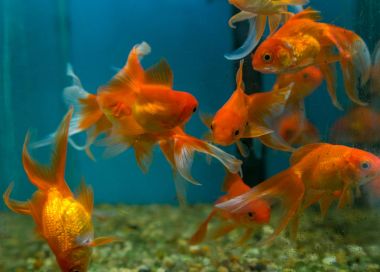 Balık su süsleme tank gevşeme