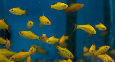 Balık su süsleme tank gevşeme