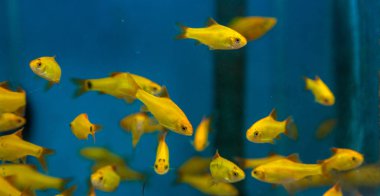 Balık su süsleme tank gevşeme