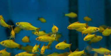 Balık su süsleme tank gevşeme