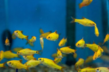 Balık su süsleme tank gevşeme