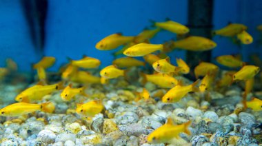 Balık su süsleme tank gevşeme