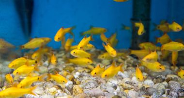 Balık su süsleme tank gevşeme