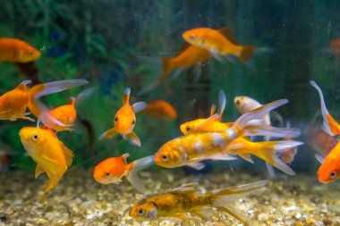 Balık su süsleme tank gevşeme