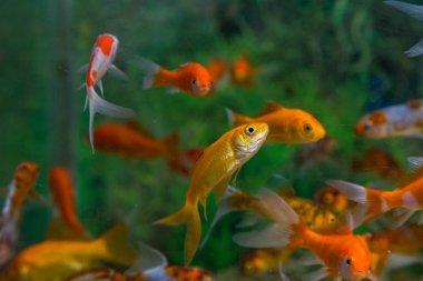 Balık su süsleme tank gevşeme