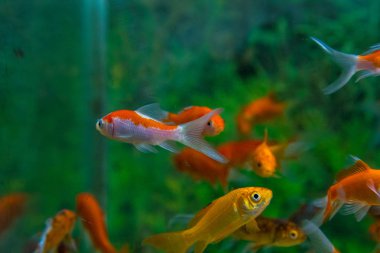 Balık su süsleme tank gevşeme
