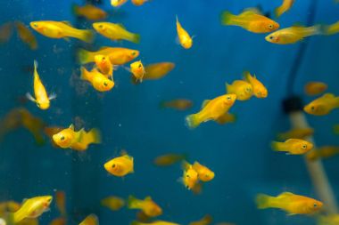 Balık su süsleme tank gevşeme