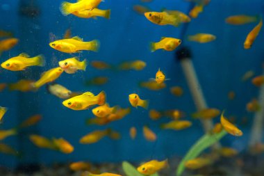 Balık su süsleme tank gevşeme