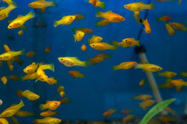 Balık su süsleme tank gevşeme