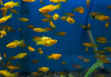 Balık su süsleme tank gevşeme