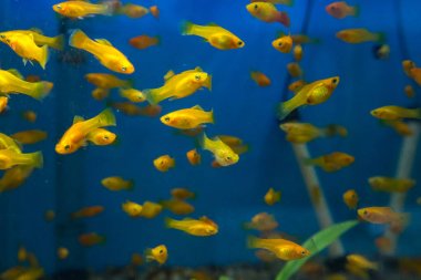 Balık su süsleme tank gevşeme