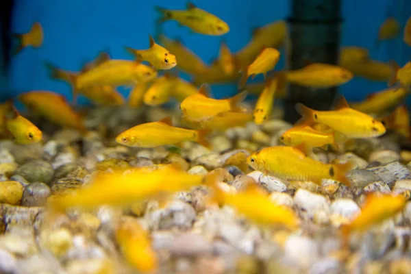 Balık su süsleme tank gevşeme