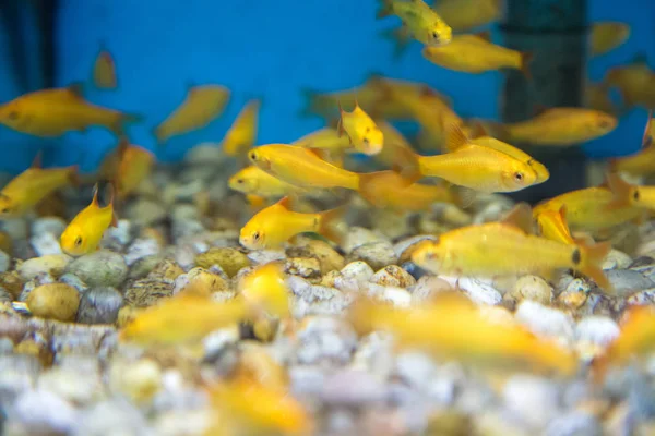 Balık su süsleme tank gevşeme