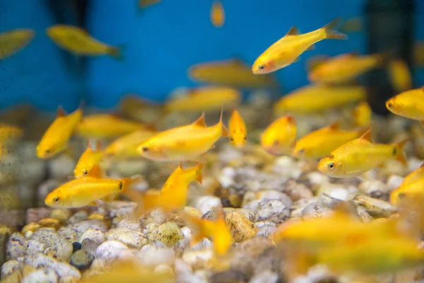 Balık su süsleme tank gevşeme