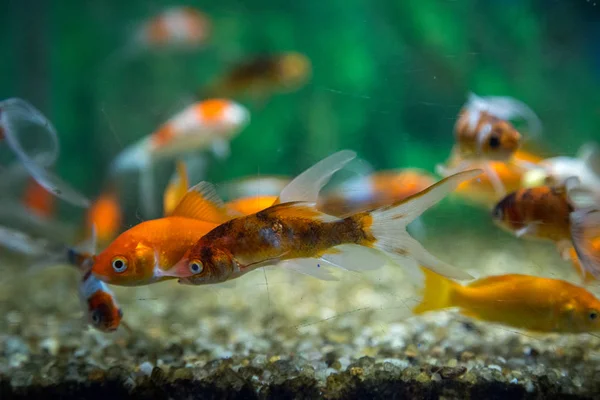 Balık su süsleme tank gevşeme