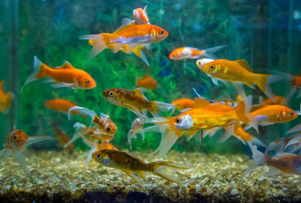 Рибний водяний орнамент бак релаксація — стокове фото