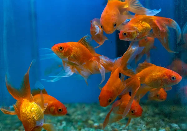 Balık su süsleme tank gevşeme