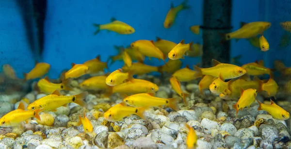 Balık su süsleme tank gevşeme