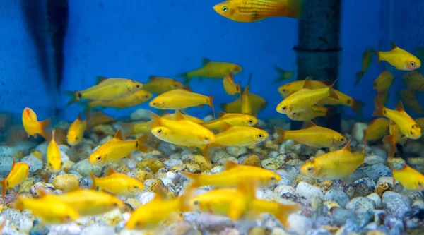 Balık su süsleme tank gevşeme