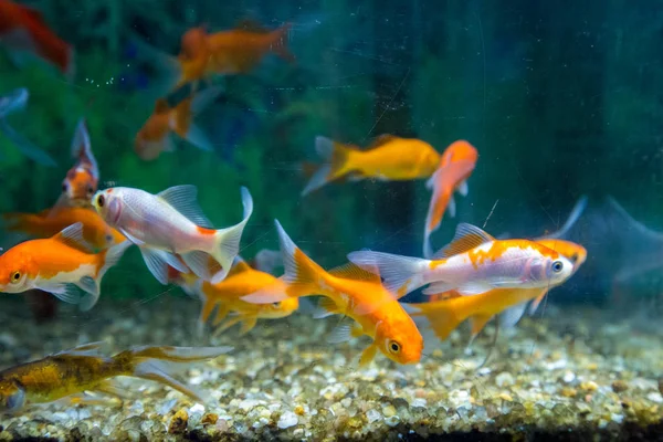 Balık su süsleme tank gevşeme