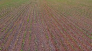 şeker kamışı ekimi alanı