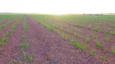 şeker kamışı ekimi alanı