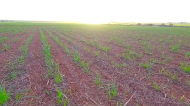 şeker kamışı ekimi alanı