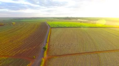 şeker kamışı ekimi alan havadan görünümü