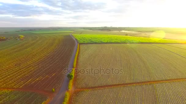 Campo de plantación de caña de azúcar vista aérea — Vídeos de Stock
