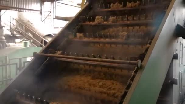 Sugar Cane Line Factory Production — Stock Video