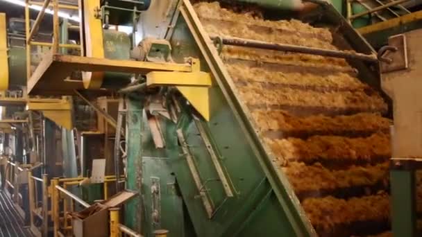 Sugar Cane Line Factory Production — Stock Video