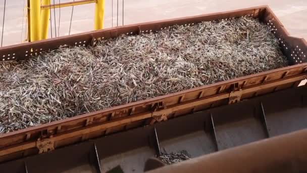 Sockerrör Line Fabrik Produktion — Stockvideo