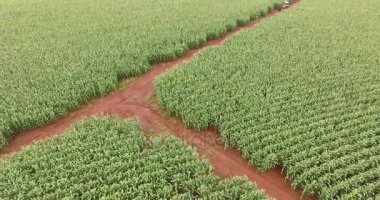 Mısır tarlası plantasyon Mısır havadan görünümü