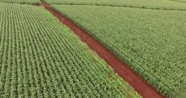 Mısır tarlası plantasyon Mısır havadan görünümü