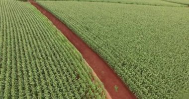 Mısır tarlası plantasyon Mısır havadan görünümü