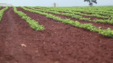 Fıstık plantasyon yeşillik