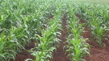 Mısır tarlası plantasyon Mısır havadan görünümü