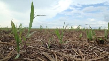 şeker kamışı ekimi alanı