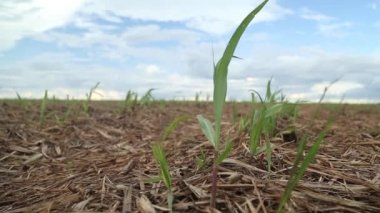 şeker kamışı ekimi alanı