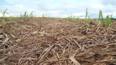 şeker kamışı ekimi alanı